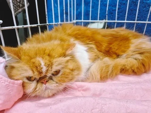 Gato ra a Persa idade 3 anos nome MARIETA PERSA