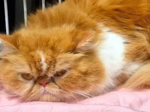 Gato raça Persa idade 3 anos nome MARIETA PERSA