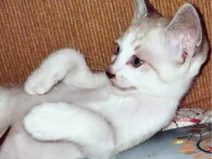 Gato raça SRD-ViraLata idade 2 a 6 meses nome FLÁVIO MIX