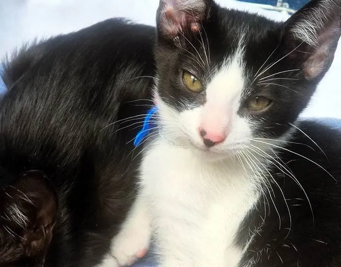 Gato ra a SRD-ViraLata idade 2 a 6 meses nome DINHO FRAJOLA