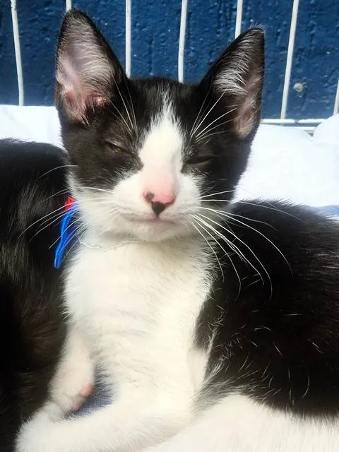 Gato ra a SRD-ViraLata idade 2 a 6 meses nome DINHO FRAJOLA