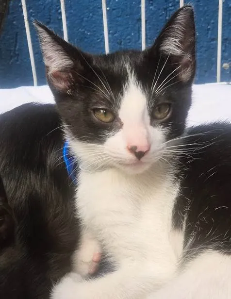 Gato ra a SRD-ViraLata idade 2 a 6 meses nome DINHO FRAJOLA