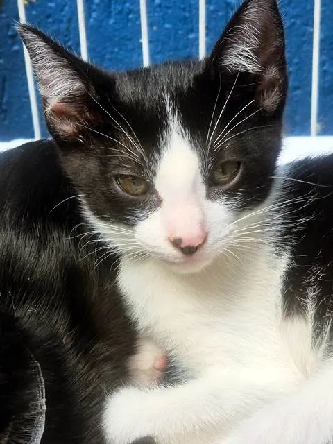 Gato ra a SRD-ViraLata idade 2 a 6 meses nome DINHO FRAJOLA