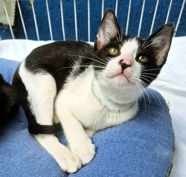 Gato ra a SRD-ViraLata idade 2 a 6 meses nome DINHO FRAJOLA