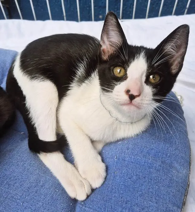 Gato ra a SRD-ViraLata idade 2 a 6 meses nome DINHO FRAJOLA