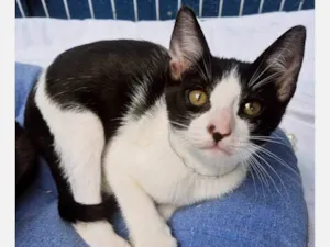 Gato raça SRD-ViraLata idade 2 a 6 meses nome DINHO FRAJOLA