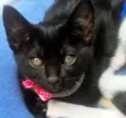 SULA BLACK