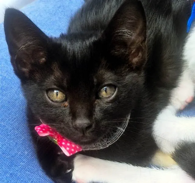 Gato ra a SRD-ViraLata idade 2 a 6 meses nome SULA BLACK