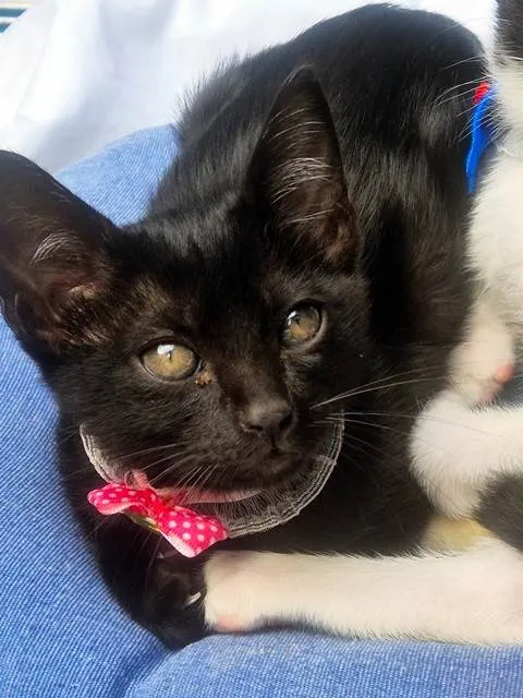 Gato ra a SRD-ViraLata idade 2 a 6 meses nome SULA BLACK