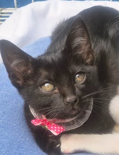 Gato ra a SRD-ViraLata idade 2 a 6 meses nome SULA BLACK