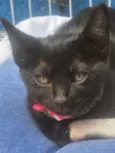 SULA BLACK