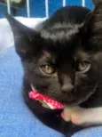 SULA BLACK