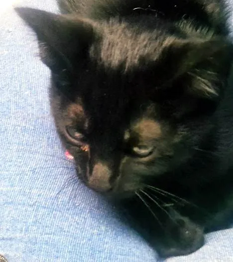 Gato ra a SRD-ViraLata idade 2 a 6 meses nome SULA BLACK