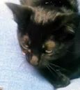 SULA BLACK