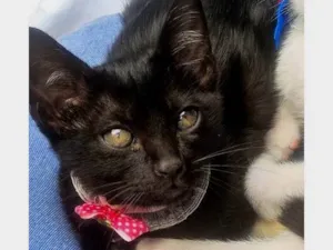 Gato raça SRD-ViraLata idade 2 a 6 meses nome SULA BLACK
