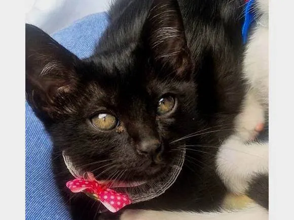 Gato ra a SRD-ViraLata idade 2 a 6 meses nome SULA BLACK
