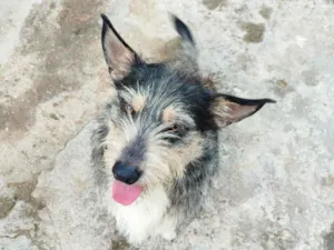 Cachorro raça SRD-ViraLata idade 7 a 11 meses nome Toddy