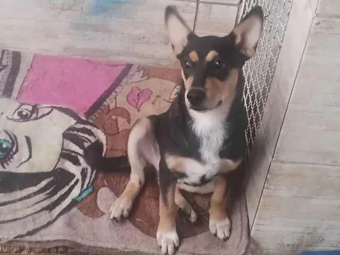 Cachorro raça SRD-ViraLata idade 7 a 11 meses nome Lucy 