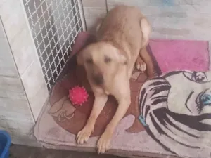 Cachorro raça SRD-ViraLata idade 1 ano nome Maya