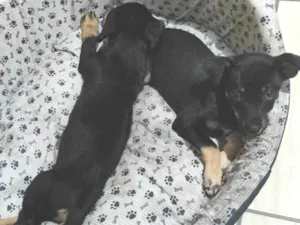 Cachorro raça SRD-ViraLata idade 2 a 6 meses nome Ainda sem nome 