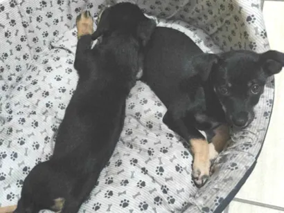 Cachorro raça SRD-ViraLata idade 2 a 6 meses nome Ainda sem nome 