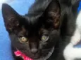SULA BLACK