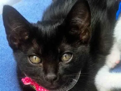 Gato raça SRD-ViraLata idade 2 a 6 meses nome SULA BLACK