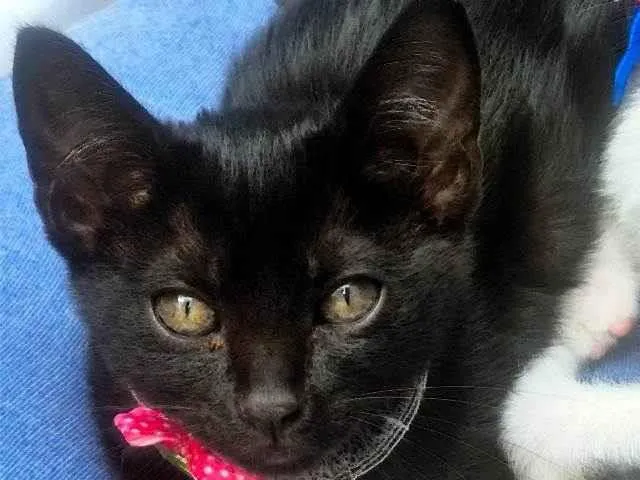 Gato ra a SRD-ViraLata idade 2 a 6 meses nome SULA BLACK