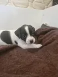 Cacau