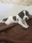 Cacau