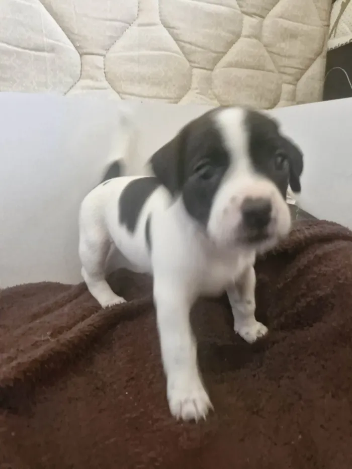 Cachorro ra a SRD-ViraLata idade Abaixo de 2 meses nome Cacau