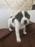 Cacau
