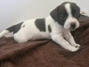 Cachorro raça SRD-ViraLata idade Abaixo de 2 meses nome Cacau