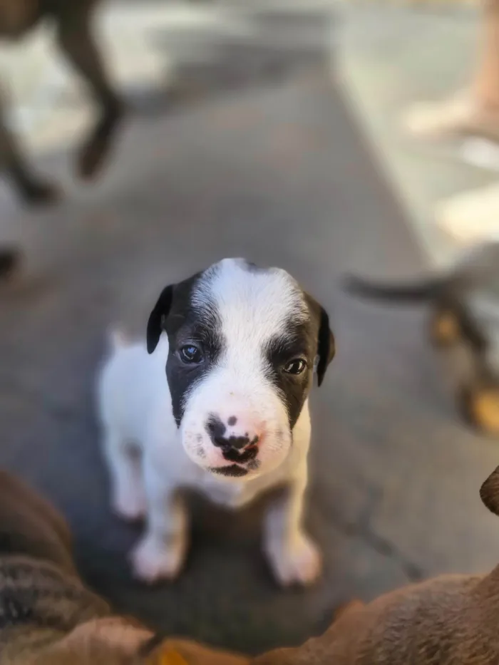 Cachorro ra a SRD-ViraLata idade Abaixo de 2 meses nome Nina