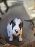 Nina