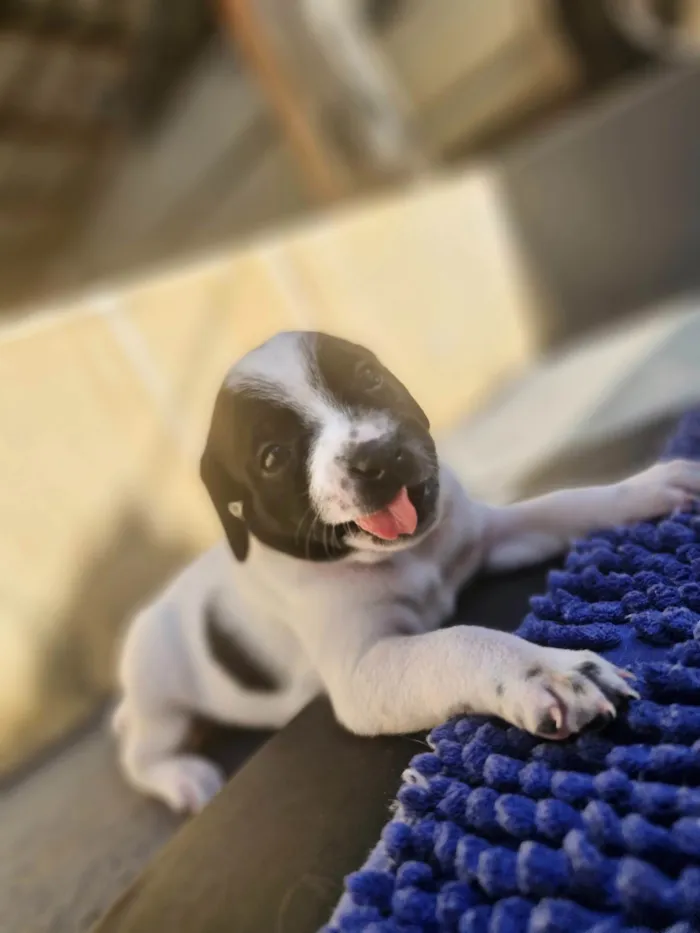 Cachorro ra a SRD-ViraLata idade Abaixo de 2 meses nome Nina