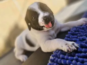 Cachorro raça SRD-ViraLata idade Abaixo de 2 meses nome Nina