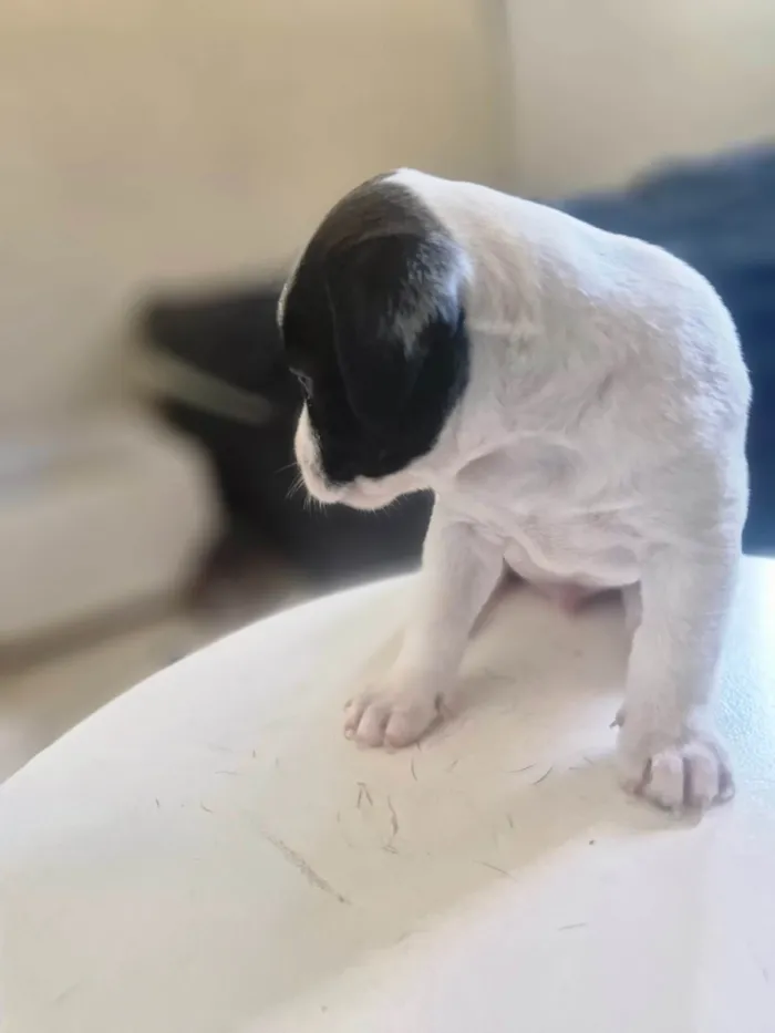 Cachorro ra a SRD-ViraLata idade Abaixo de 2 meses nome Pingo
