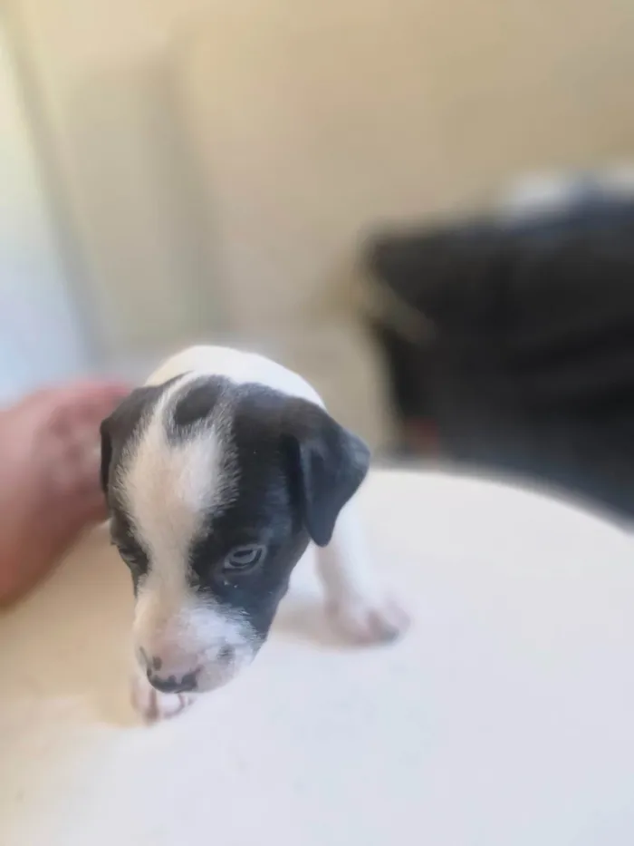 Cachorro ra a SRD-ViraLata idade Abaixo de 2 meses nome Pingo