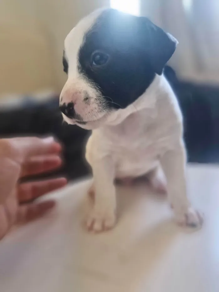 Cachorro ra a SRD-ViraLata idade Abaixo de 2 meses nome Pingo