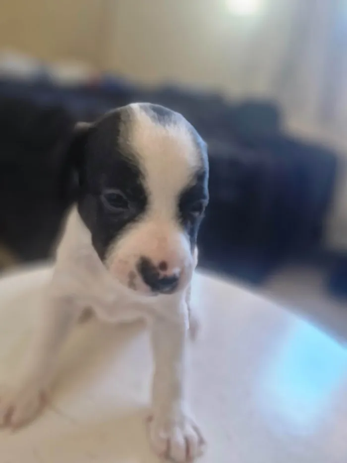 Cachorro ra a SRD-ViraLata idade Abaixo de 2 meses nome Pingo