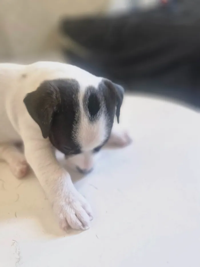 Cachorro ra a SRD-ViraLata idade Abaixo de 2 meses nome Pingo