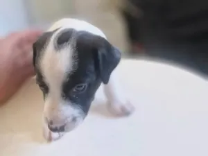 Cachorro raça SRD-ViraLata idade Abaixo de 2 meses nome Pingo
