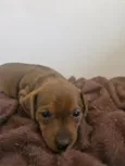 Cacau