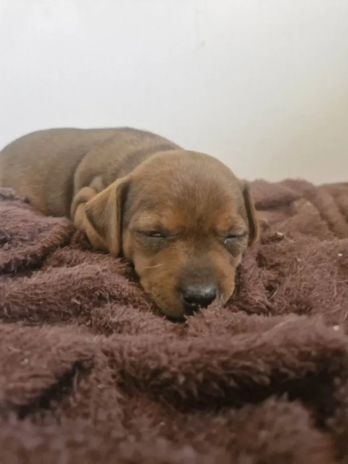Cachorro ra a SRD-ViraLata idade Abaixo de 2 meses nome Cacau