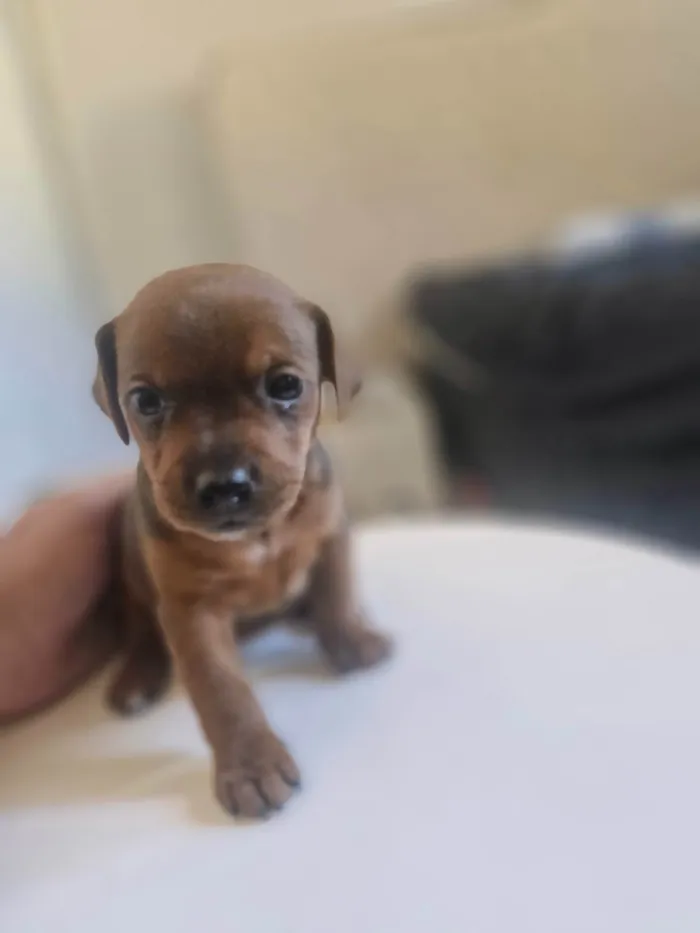Cachorro ra a SRD-ViraLata idade Abaixo de 2 meses nome Bombom