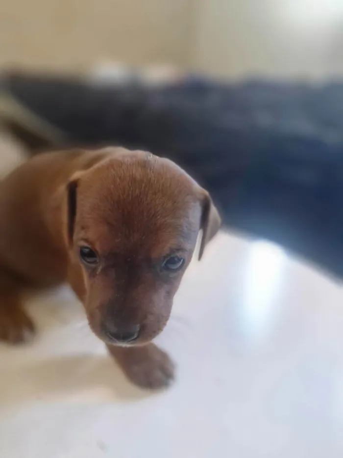 Cachorro ra a SRD-ViraLata idade Abaixo de 2 meses nome Bombom