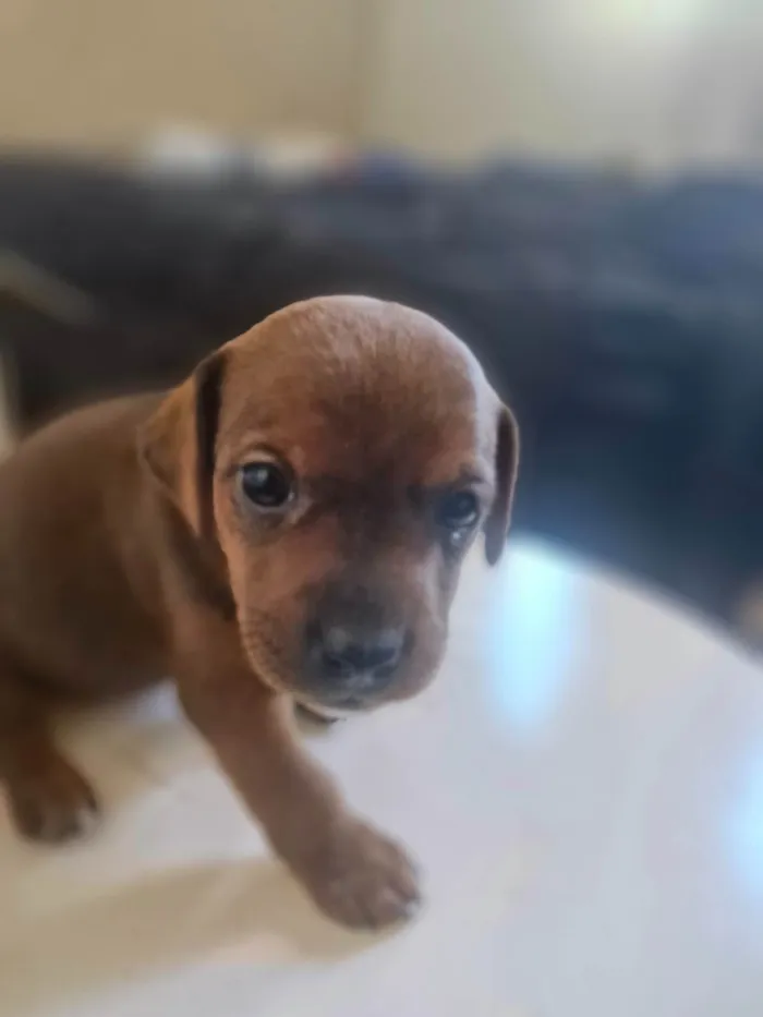 Cachorro ra a SRD-ViraLata idade Abaixo de 2 meses nome Cara