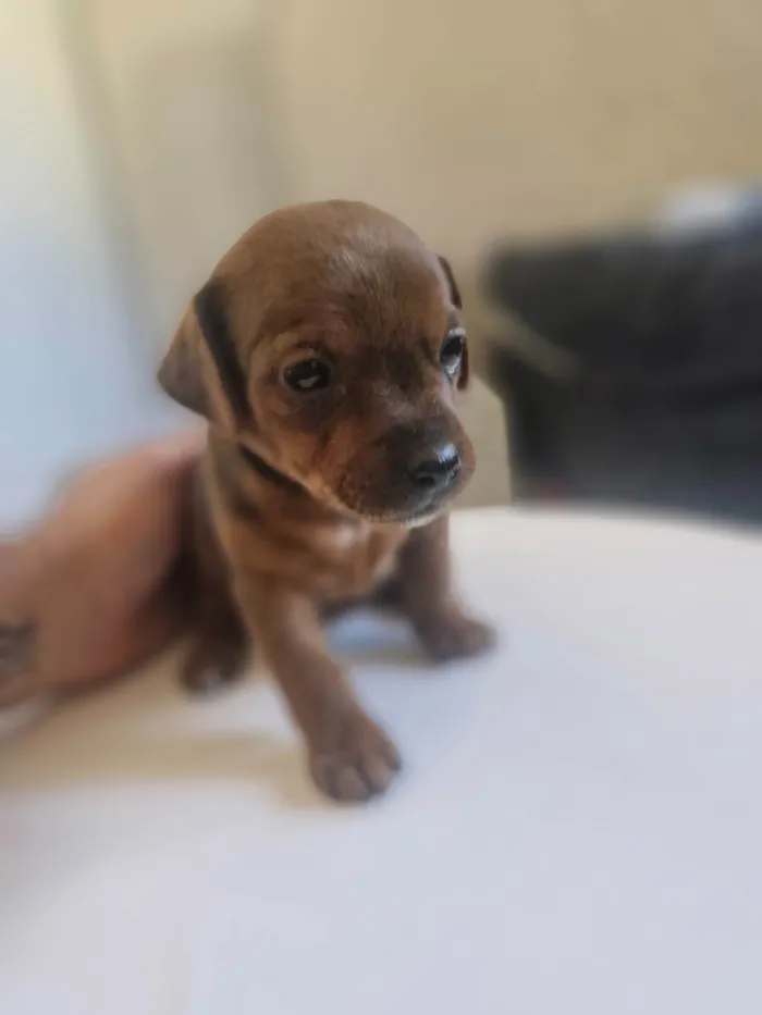 Cachorro ra a SRD-ViraLata idade Abaixo de 2 meses nome Cara