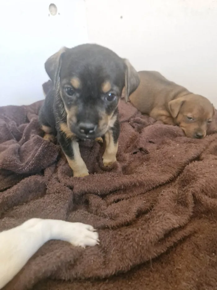 Cachorro ra a SRD-ViraLata idade Abaixo de 2 meses nome Tigreza